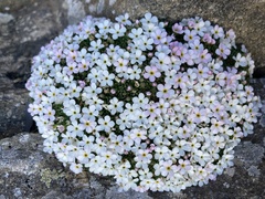 Androsace pubescens, photograph (c) Antoine MARNAT, some rights reserved (CC BY)
