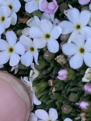 Androsace pubescens, photograph (c) Antoine MARNAT, some rights reserved (CC BY)