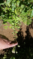 Sericocarpus oregonensis