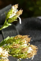 Sericocarpus oregonensis