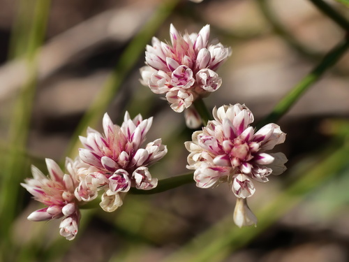 Ptilotus corymbosus observed 2025-06-17