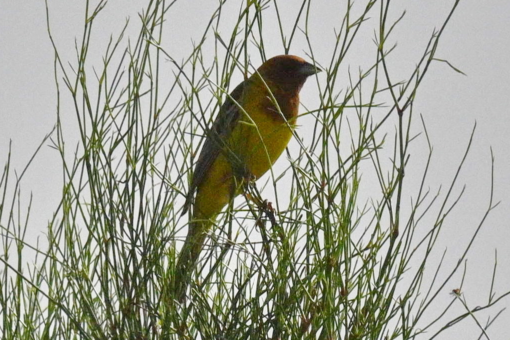 Red-headed Bunting