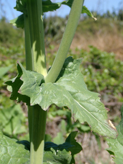 Brassica napus napus