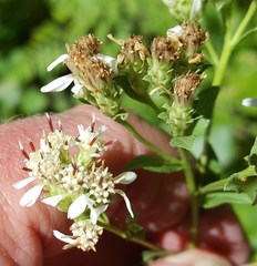 Sericocarpus oregonensis