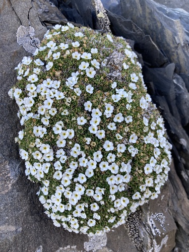Androsace pubescens, photograph 2