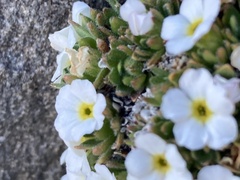 Androsace pubescens, photograph (c) Antoine MARNAT, some rights reserved (CC BY)