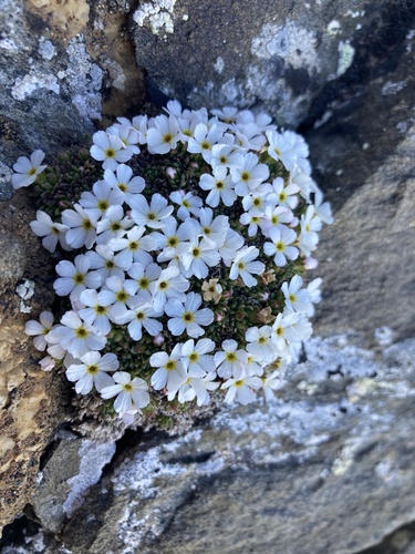 Hairy rock-jasmine (Androsace pubescens)