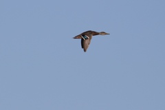 Anas platyrhynchos