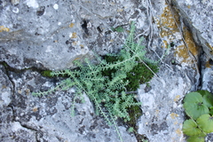 Sedum potosinum