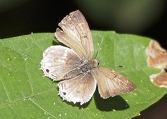 Anthene ukerewensis ukerewensis