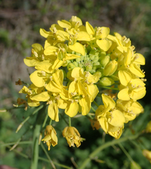 Brassica napus napus