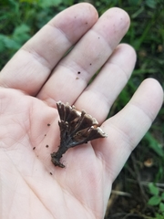 Thelephora multipartita