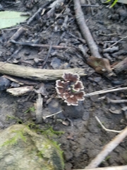 Thelephora multipartita