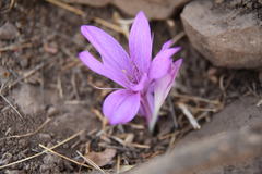 Colchicum feinbruniae