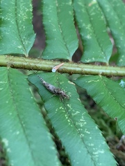 Pedetontus submutans