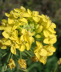 Brassica napus napus