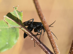 Pepsis mexicana