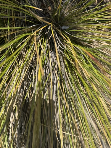 Deschampsia nubigena observed 2025-06-17