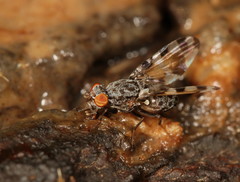 Pseudotephritis vau