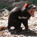 Marsupiales Carnívoros - Photo (c) Chen Wu, algunos derechos reservados (CC BY)