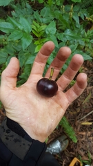 Planchonella sandwicensis