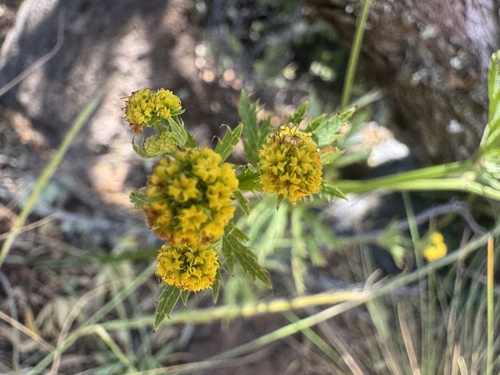 Sanicula sandwicensis observed 2025-06-17