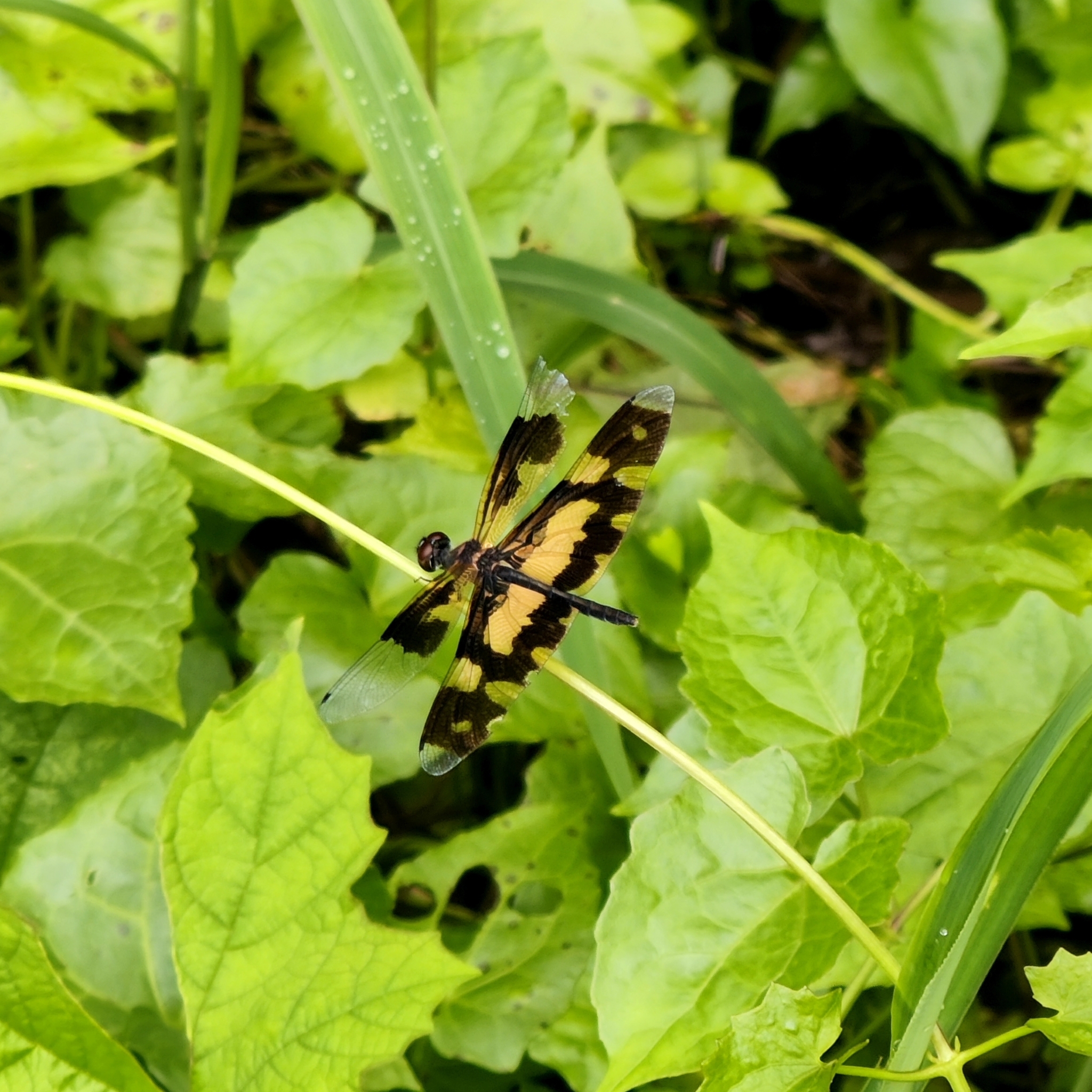 Common Picture Wing
