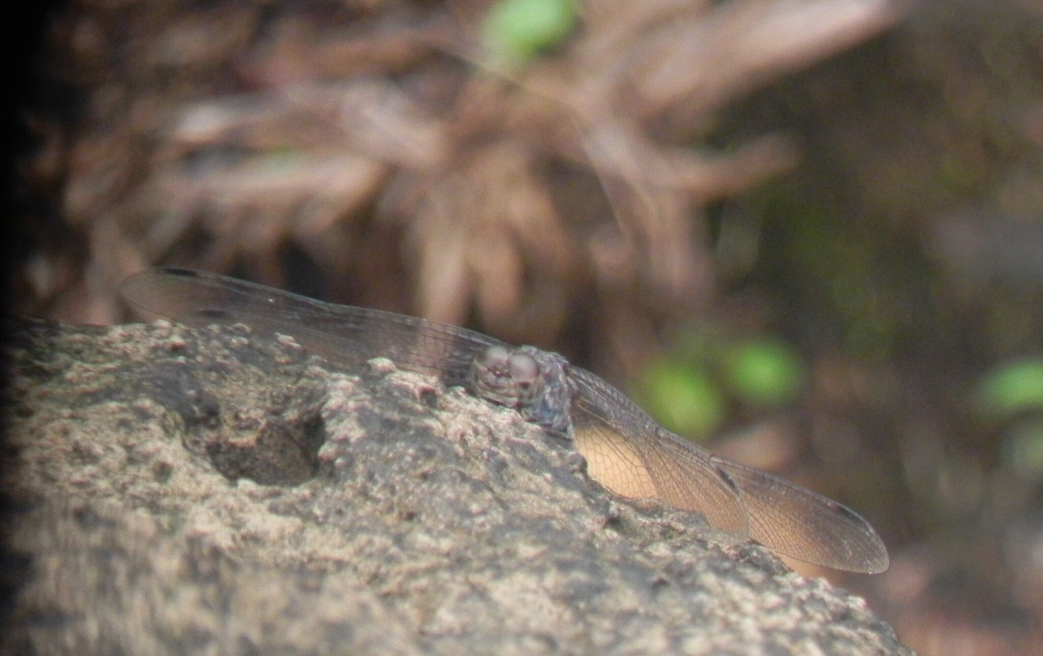 Indian Rockdweller