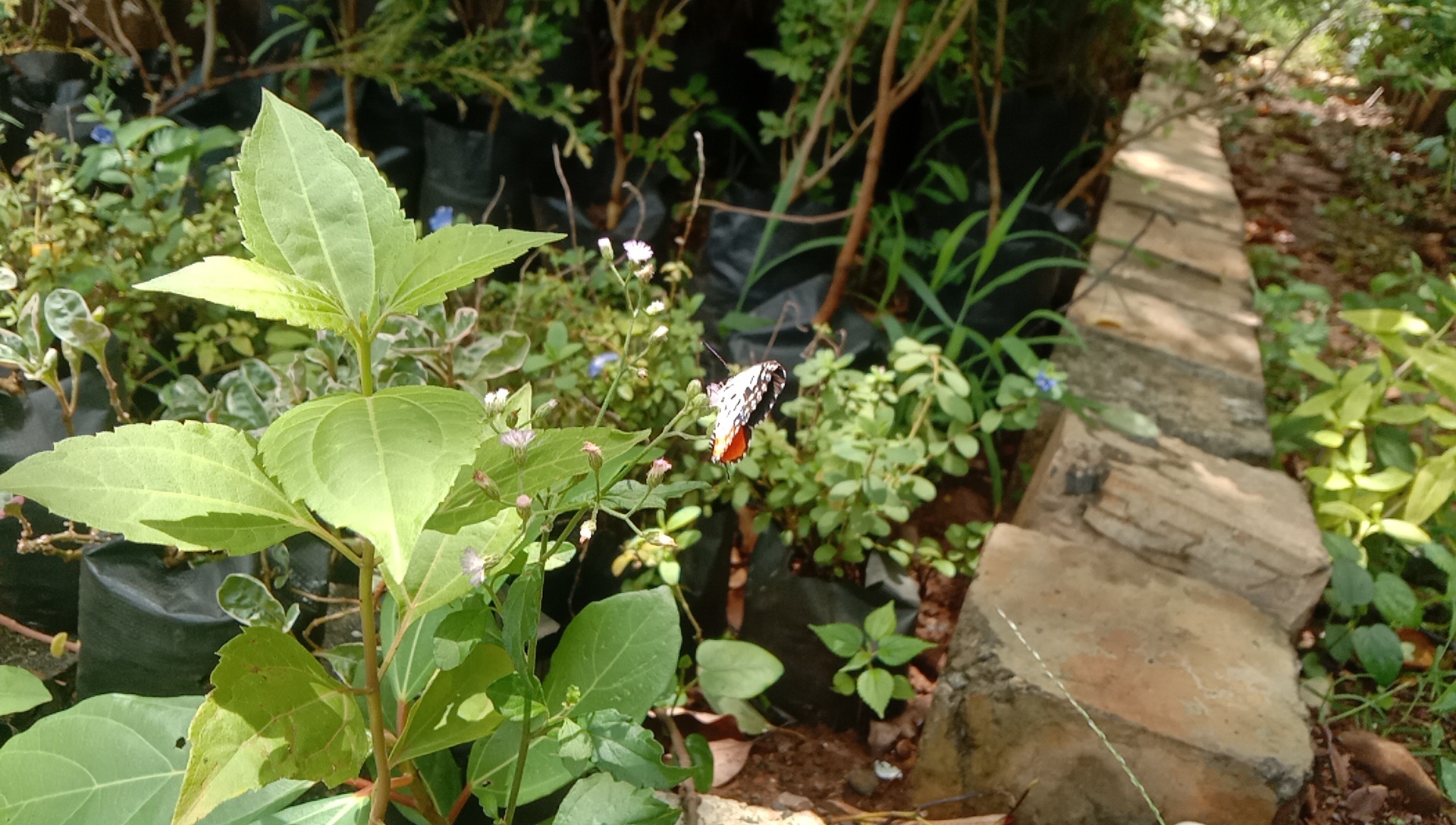 Red Pierrot