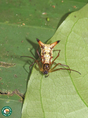 Micrathena sanctispiritus