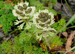 Hymenidium brunonis