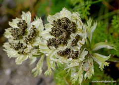 Hymenidium brunonis