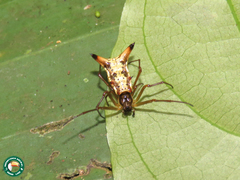 Micrathena sanctispiritus