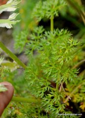 Hymenidium brunonis