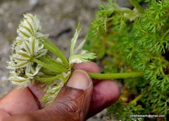 Hymenidium brunonis