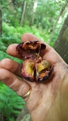 Planchonella sandwicensis