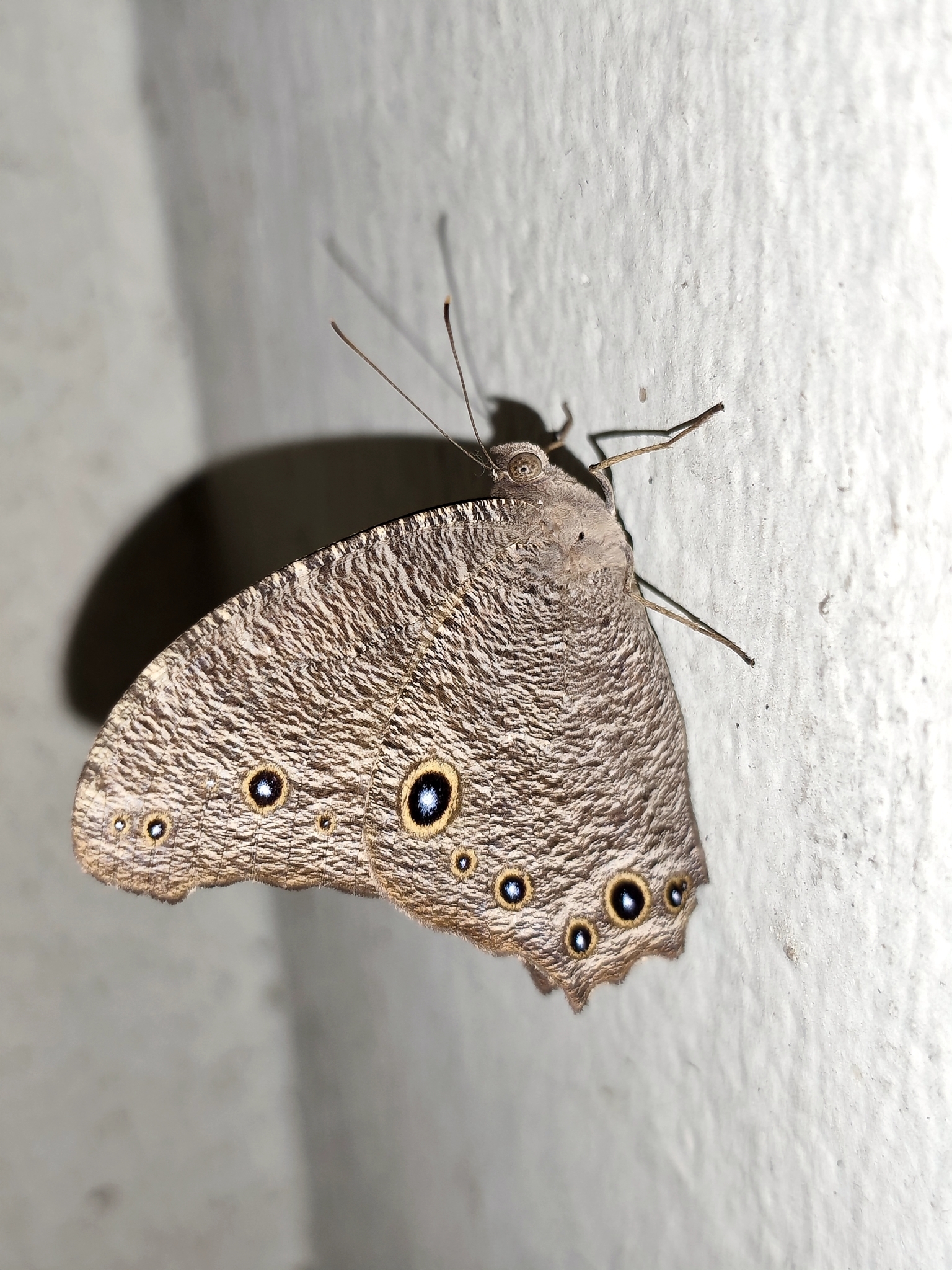 Common Evening Brown