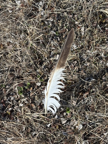 Plume de Buse pattue