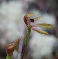 Caladenia atradenia
