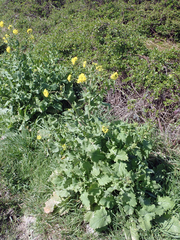 Brassica napus napus
