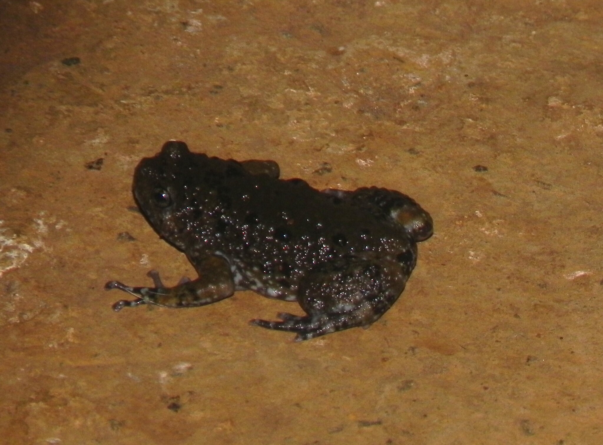 Forest Torrent Frog