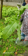 Rumex japonicus
