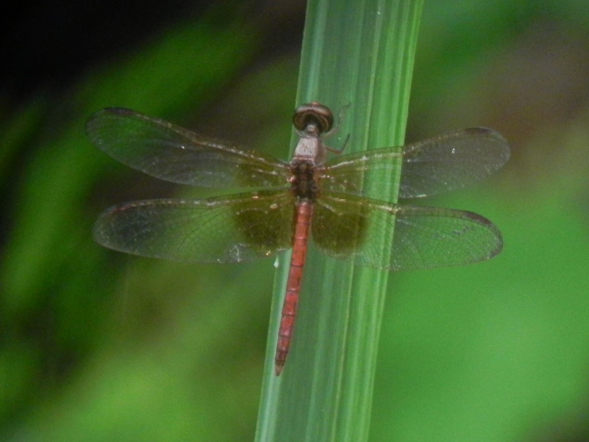 Ruddy Meadow Skimmer