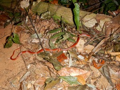 Oxyrhopus melanogenys