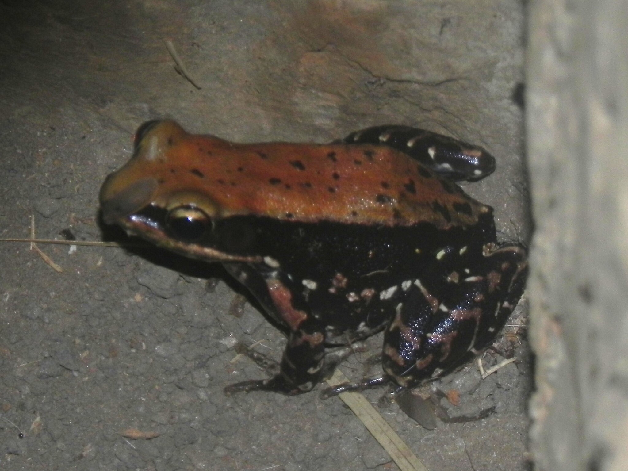 Wide-Range Fungoid Frog