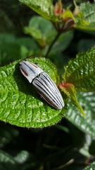 Chalcolepidius erythroloma