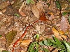 Oxyrhopus melanogenys