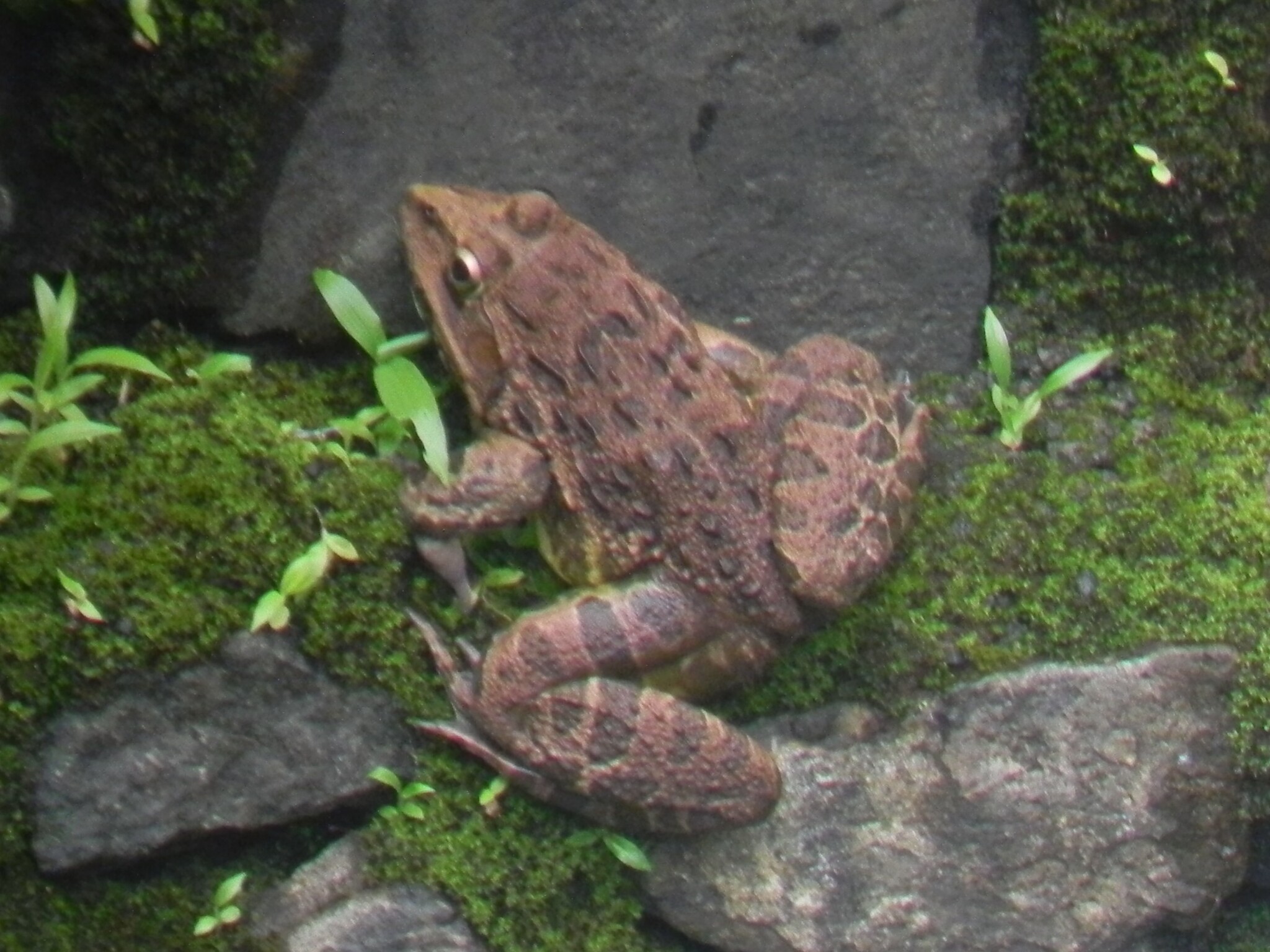 Indian Bull Frog