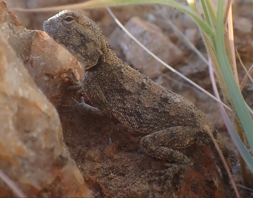 Agama anchietae Bocage, 1896