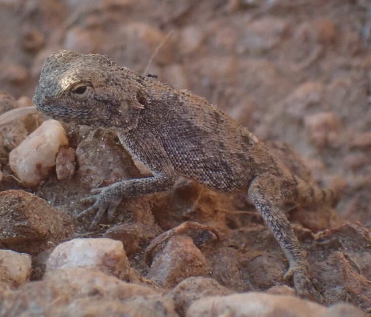 Agama anchietae Bocage, 1896